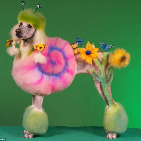 Nu ar trebui să li se întâmple câinilor: Pudelii sunt transformaţi în găini, fluturaşi sau bizoni - GALERIE FOTO