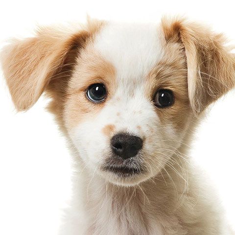 După gripa aviară şi gripa porcină, suntem ameninţaţi de gripa canină