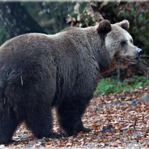 Urşii coboară în fiecare seară la tomberoanele din Băile Tuşnad  