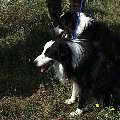 Aeroportul Henri Coandă plăteşte 450.000 de euro pentru şase câini care să alunge păsările 