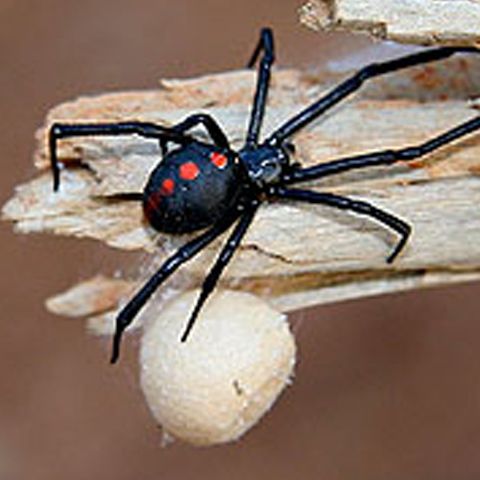 O femeie din comuna gălăţeană Pechea a fost muşcată de un păianjen "Văduva neagră'' 