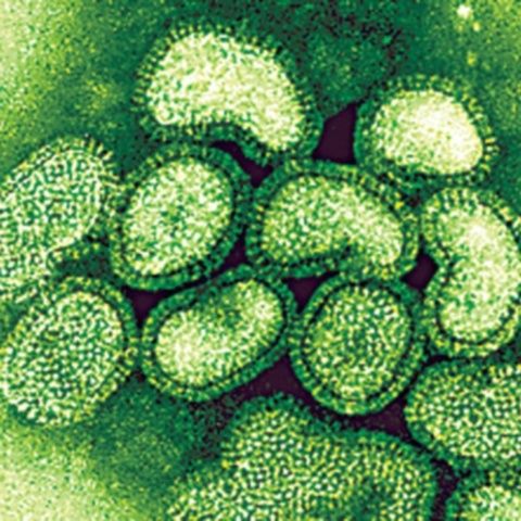 Virusul gripei porcine H1N1 a devenit virusul dominant în lume,devansând gripa sezonieră, anunţă OMS