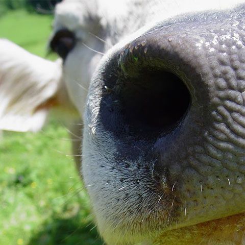 Discursul unui reporter de la BBC a fost incomodat de vaci