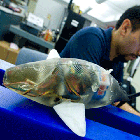 Robo-peştii au fost lansaţi la apă - FOTO