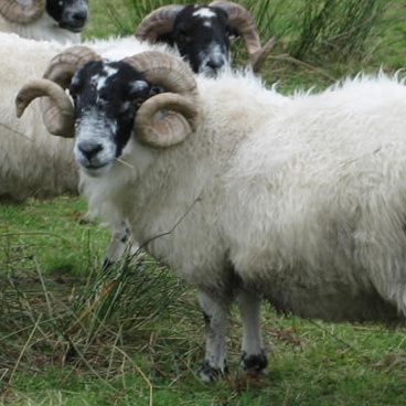 Cea mai scumpă oaie din lume costă aproape 300.000 de euro