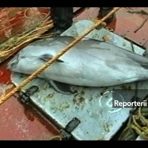 Delfinii din Marea Neagră, un destin crunt al unor animale neajutorate