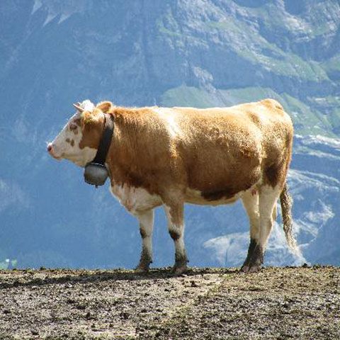 Vacile din Elveţia au început să se sinucidă