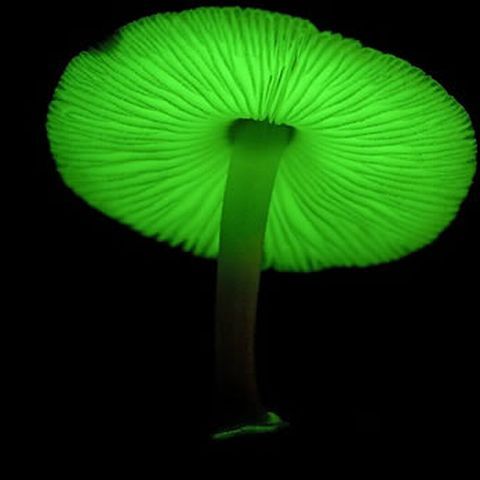 Top 10 cele mai fascinante organisme bioluminescente - VEZI GALERIE FOTO 