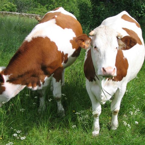 Francezii îşi sporesc veniturile dând vaci cu împrumut!