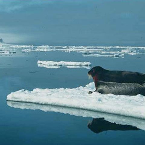 Secretarul general al ONU a fost în zona arctică pentru a vedea efectele încălzirii climatice