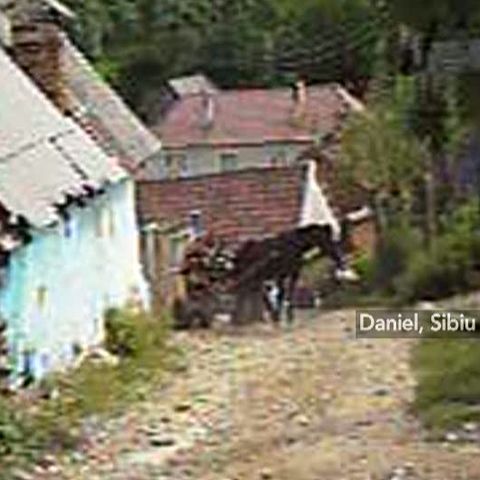 Un cal a fost bătut cu bestialitate pentru că nu a mai putut trage căruţa după el. ATENŢIE, IMAGINI ŞOCANTE!