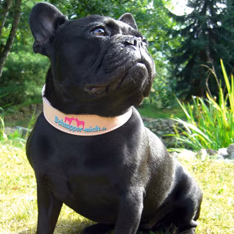 În Germania a fost lansată o agenţie de matrimoniale pentru câini