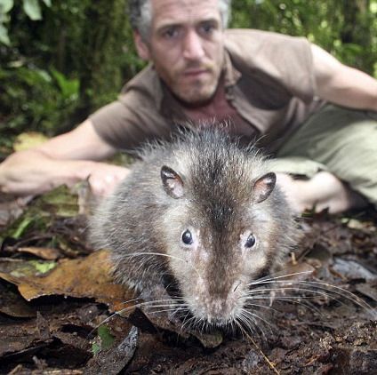 Un şobolan gigantic, descoperit într-un vulcan pierdut 