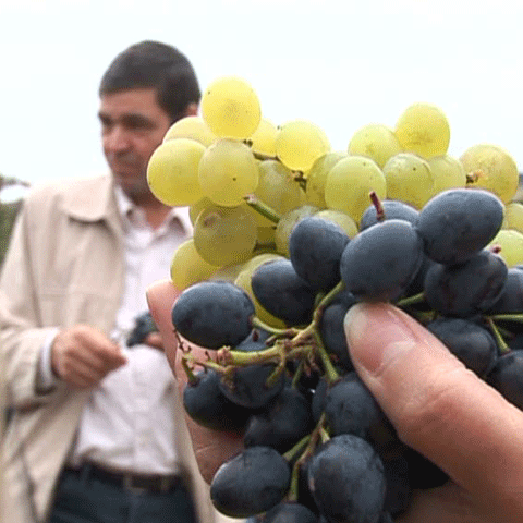 Vinul de Pietroasele a fost sărbătorit la o petrecere câmpenească