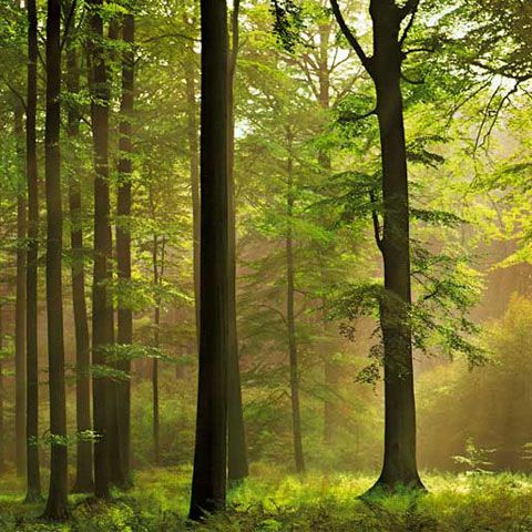 MAPDR vrea să aloce 4,8 miliarde lei pentru împădurirea a 584.400 ha, până în 2035