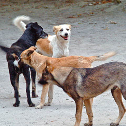 Autorităţile locale cheltuie sume importante pe acţiuni de ecarisaj, fără prea multe rezultate