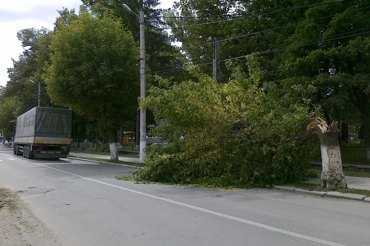 Un şofer nepăsător a rupt copacii de pe margine drumului 