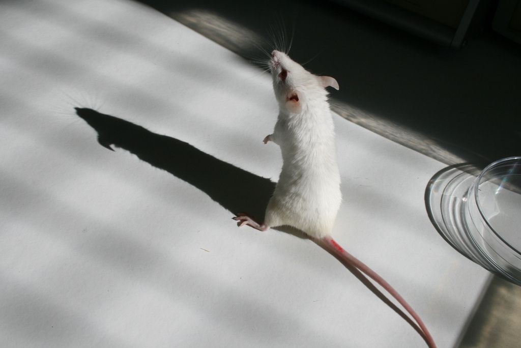 NASA a reuşit să facă şoarecii să leviteze