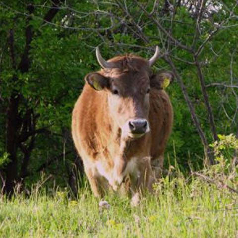 Alertă de antrax la Botoşani