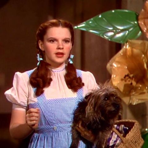 Casting TV pentru rolul Dorothy din musicalul "Vrăjitorul din Oz" al lui Lloyd Webber