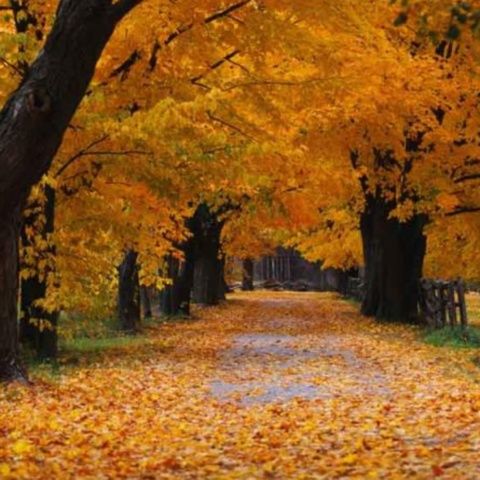 Vreme frumoasă de toamnă, astăzi, în România