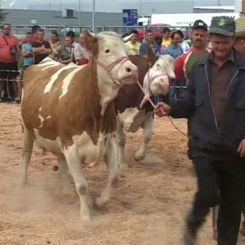 Miss Ramira Ray a fost vedeta concursului Miss Vaca de la Arad