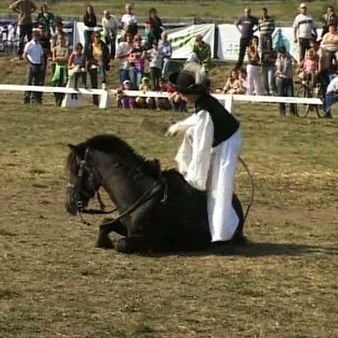 La Gheorghieni au fost organizate Zilele Calului
