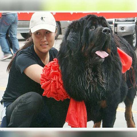 Un mastiff tibetan a devenit cel mai scump câine din lume