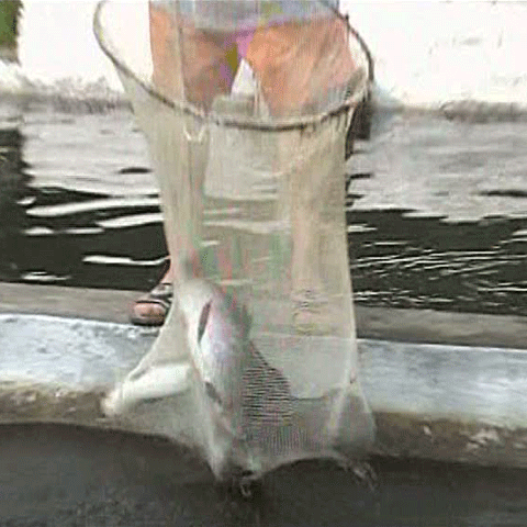 Ospăţ la păstrăvăria Mogoş din staţiunea Cheia