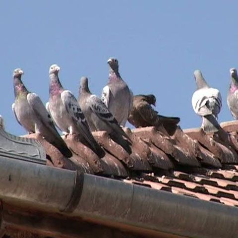 Primarul din Târgu Mureş a declarat război necuvântătoarelor din oraş