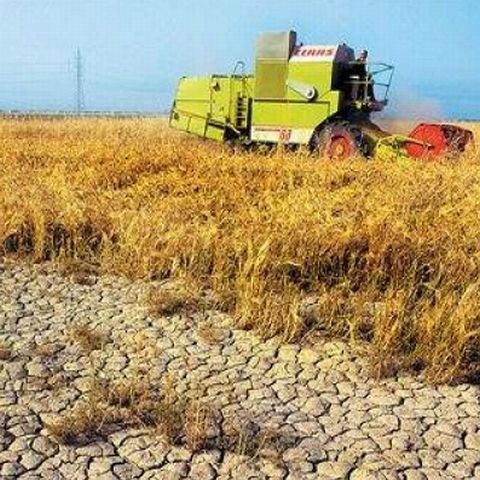 Seceta a distrus 20% dintre culturile din Mureş