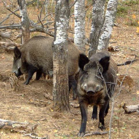 Două persoane au murit, pe DN 7, după ce şoferul maşinii a încercat să evite câţiva mistreţi