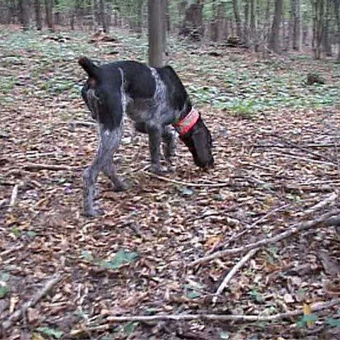 Căutarea trufelor, o afacere care merge bine şi pe timp de criză