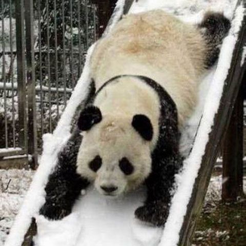 Urşii panda din China nu au fost afectaţi de seismul de la Sichuan din 2008, arată un studiu