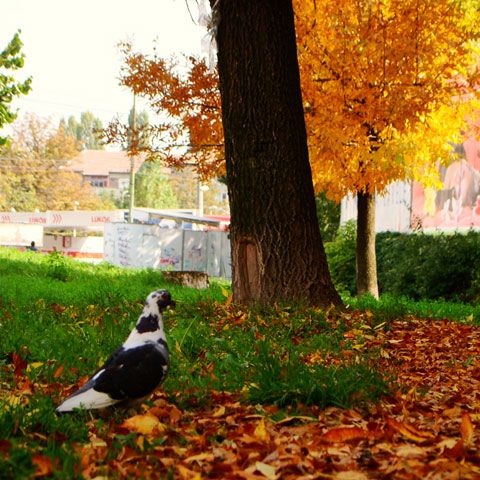 Primele temperaturi sub zero grade din această toamnă