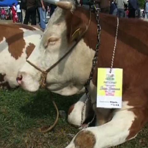 Păuniţa a câştigat concursul Miss Bălţata