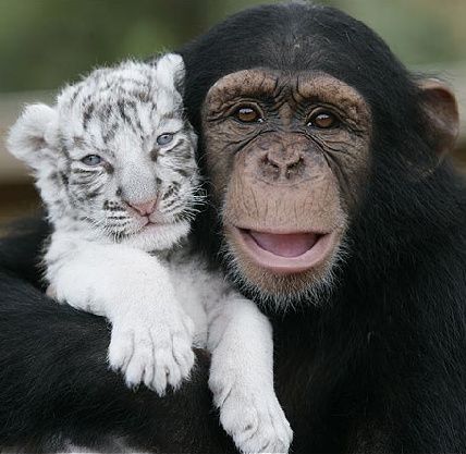 Un cimpanzeu a devenit mama adoptivă a unui tigru şi a unei pume