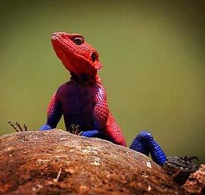 Şopârla Spider-Man este ultima nebunie în materie de animale de casă