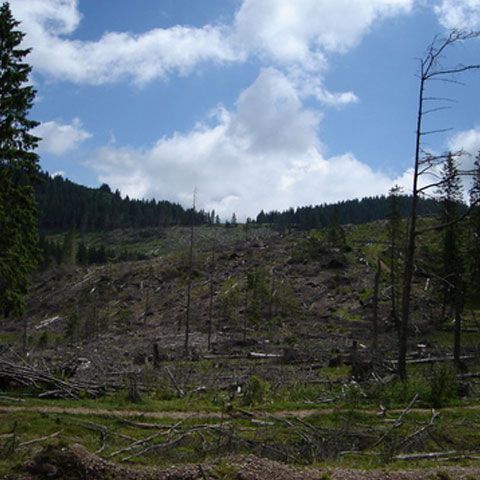 Prefectul de Argeş va cere sprijinul poliţiştilor BCCO pentru a combate infracţiunile silvice