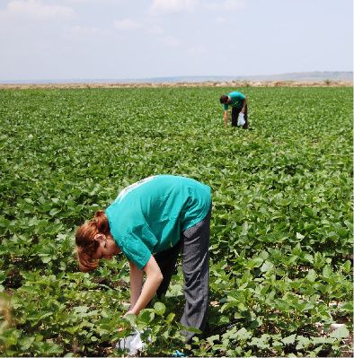Agent Green susţine că a descoperit culturi ilegale de soia modificată genetic în judeţul Călăraşi - VEZI VIDEO