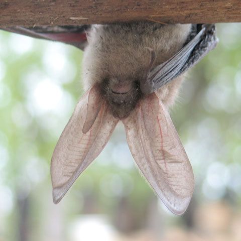 Batman de România: Un liliac a acaparat atenţia deputaţilor, după ce a intrat pe holul Camerei. VEZI VIDEO