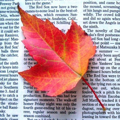 De ce sunt frunzele copacilor americani colorate diferit toamna faţă de cele din Europa?