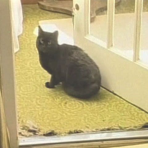 Şapte români din Italia au răpit o pisică, cerând stăpânei 20 de euro 