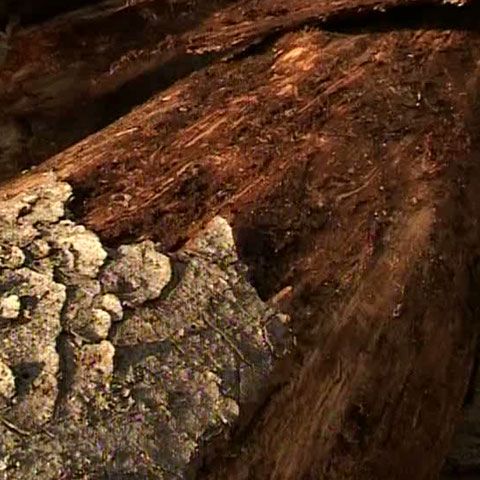 Rezervaţia Naturală Munţii Rodnei din Bistriţa, atacată de gândaci