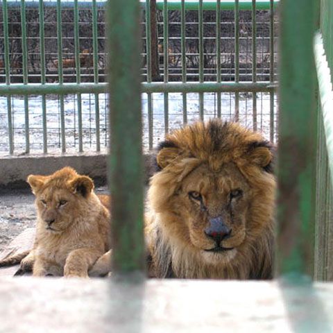 14 lei de la grădina zoologică din Oradea, salvaţi de britanici pentru a fi repatriaţi