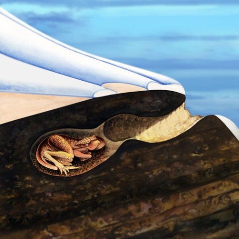 Dinozaurii mici din Australia se ascundeau sub pământ de animalele mari de pradă