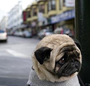 Cel mai trist câine din lume îşi găseşte prieteni pe internet 