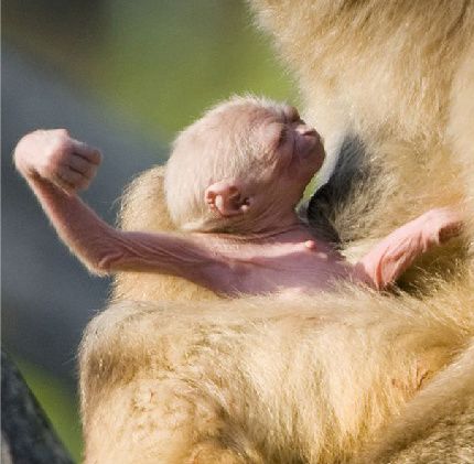 Un pui de gibon de la zoo Viena seamănă cu un extraterestru