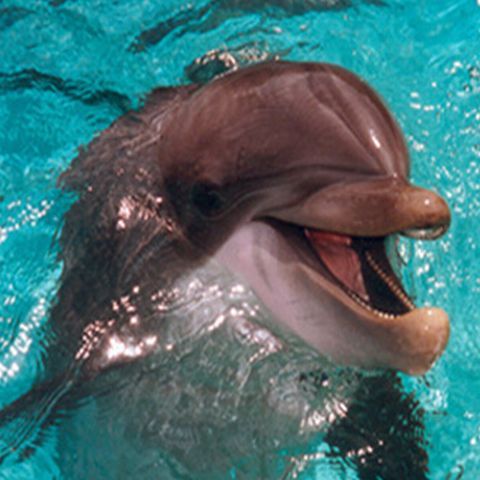 Delfinii mor în Marea Neagră din cauza sonarelor militare, susţin specialiştii în explorări marine