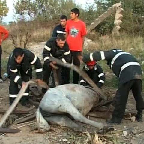 Un cal a fost salvat dintr-un canal de scurgere